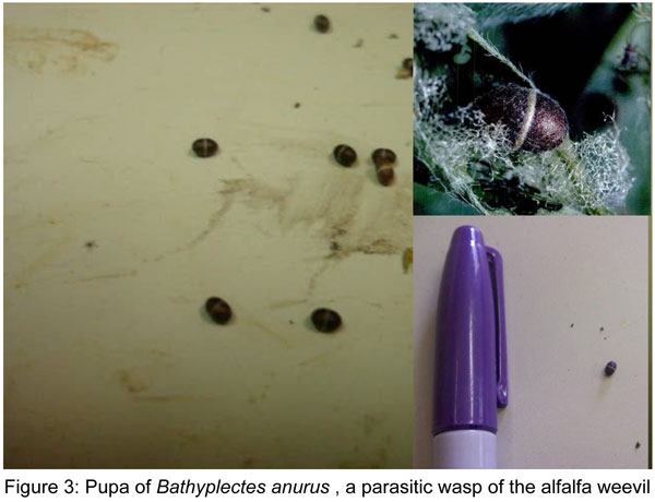 Observations on alfalfa _alfalfa_3